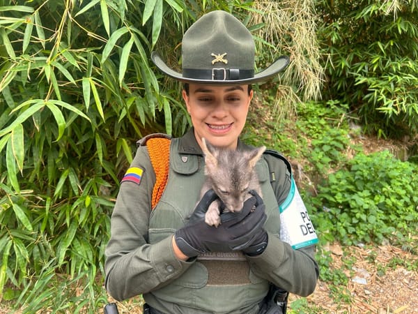 Arrebatados animales silvestres de las garras de los traficantes