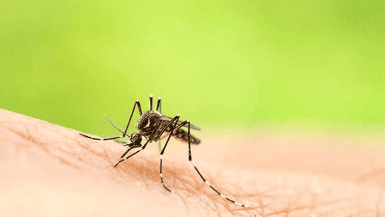 ¡Alerta nacional! Declaran emergencia económica por brote letal de fiebre amarilla