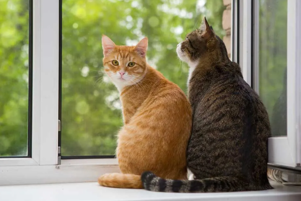 ¿Se descubrió un nuevo color de gato? Esto es lo que se sabe