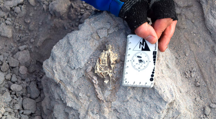 Descubren nueva especie de mamífero prehistórico en Argentina