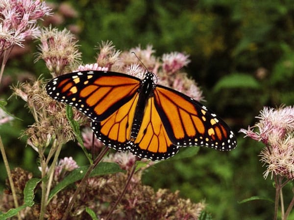 Colombia aumentó el número de mariposas, superando a Estados Unidos: científico colombiano lo explica