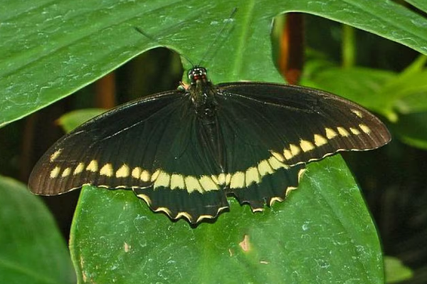 ¿Las mariposas negras atraen la muerte? Esto es lo que dice el Feng Shui