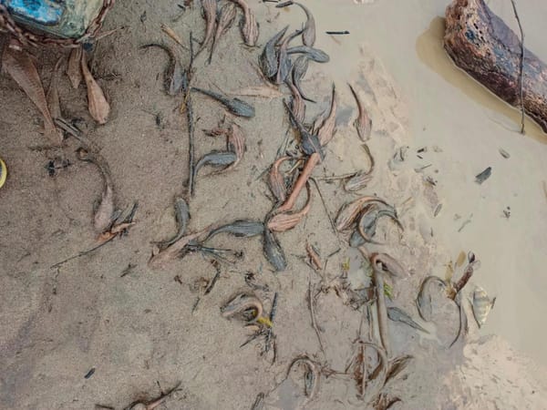 Alerta por mortandad masiva de peces en el río Caguán tras deslizamientos por fuertes lluvias