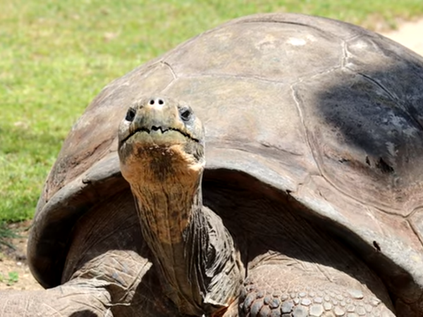 Increíble: Tortuga gigante de Galápagos de 100 años se convierte en madre primeriza