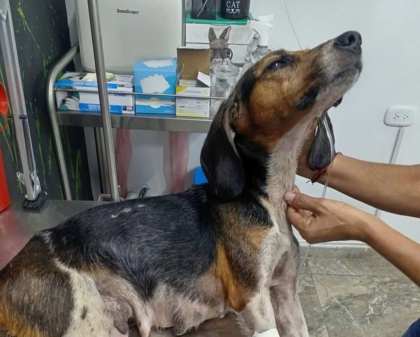Autoridades salvaron a perro abandonado en el Kennedy