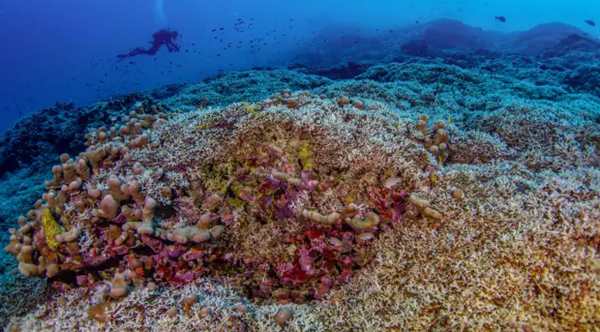 Descubra aquí el ser vivo más grande del océano
