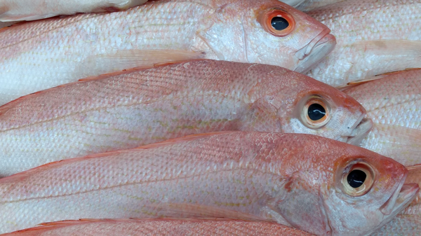 Crecen las ventas de pescado en Semana Santa: así puede identificar uno fresco