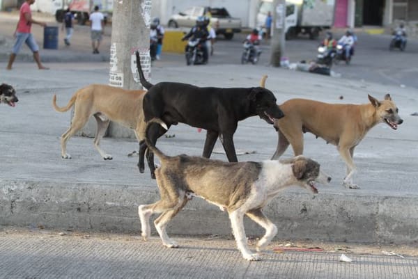 Cartagena tendrá su primera clínica veterinaria pública para animales de la calle