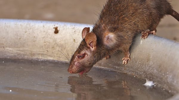 Rata en una sopa obliga a cadena de restaurantes cerrar masivamente