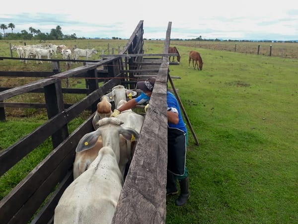 ICA y FEDEGÁN lideran estrategia de vacunación bovina 2025