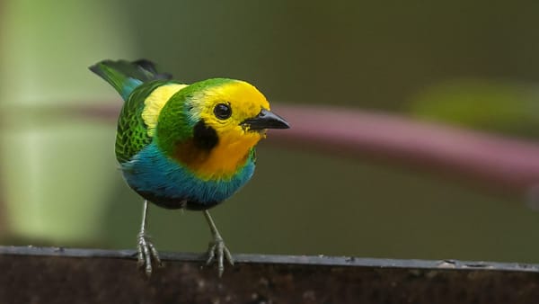 Con más de 1.500 especies registradas, Colombia reafirma su liderazgo en el Global Big Day