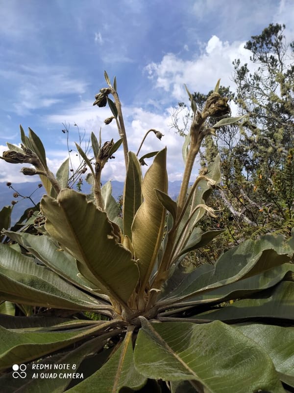 Ingenieros forestales de la Sede UIS descubren nueva especie de frailejón en García Rovira