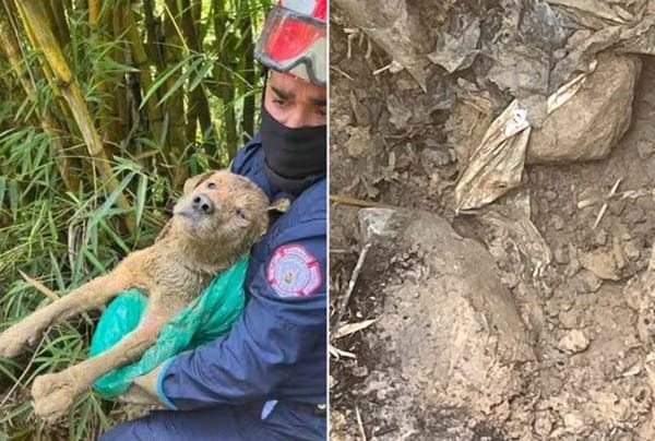 Desalmados enterraron vivo a un perro en zona boscosa