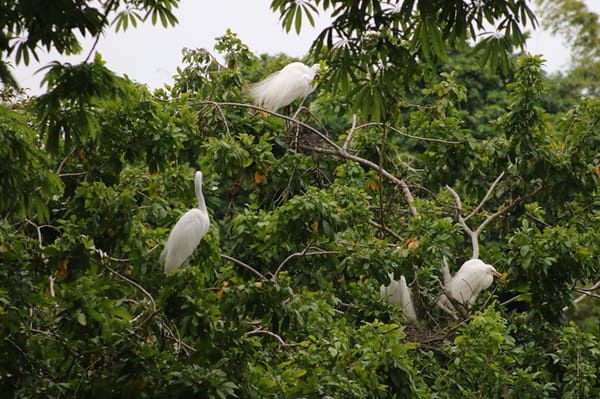 Barrancabermeja se une para cuidar la anidación de la garza real y otras especies