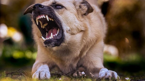 Perros peligrosos son utilizados por criminales en atracos callejeros