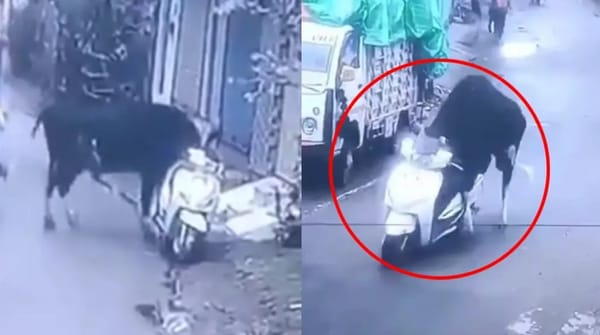 ¡INSÓLITO! Toro se robó una motocicleta y un muro detuvo su huida
