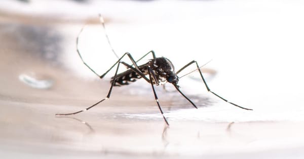 Alerta en Landázuri tras muerte de menor por dengue hemorrágico