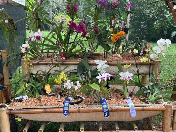 Exposición de orquídeas educó a miles sobre la riqueza natural de Santander