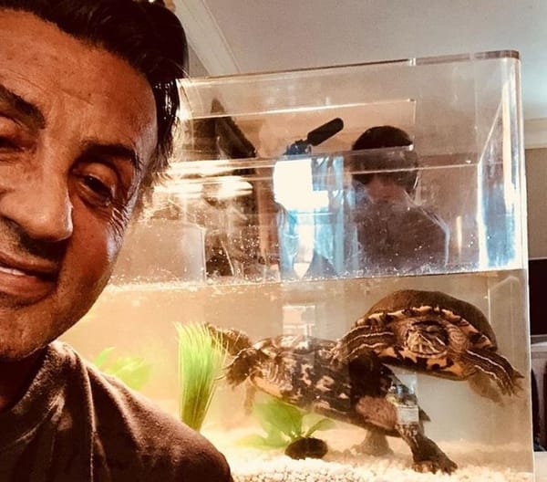 Cuff y Link: las tortugas de Rocky que sobrevivieron a la fama