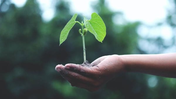 Iniciativa digital permitirá sembrar mil árboles en el Amazonas
