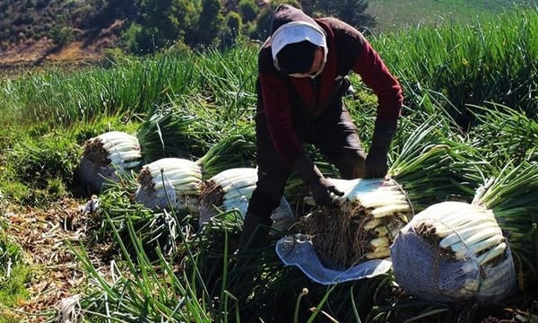 Campesinos de Santander podrán acceder a recursos para asegurar sus cultivos ante fenómenos climáticos