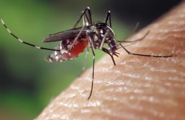 Dengue en Santander: una epidemia que no podemos seguir ignorando