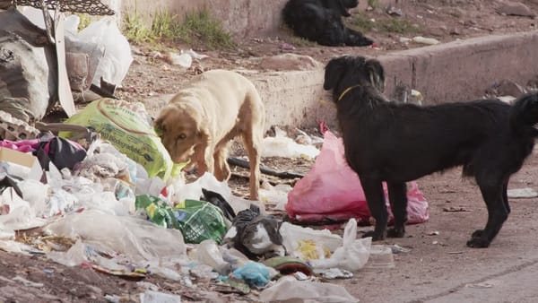 Comunidad de Bogotá aterrada al ver a un perro llevar un feto entre sus fauces