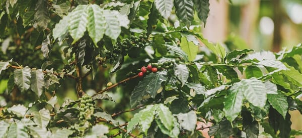 En abril las exportaciones del agro colombiano crecieron 47,7%
