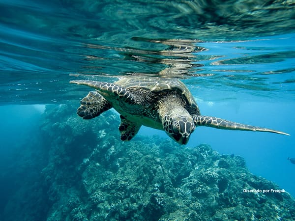 Aliados frente al cambio climático producen más de la mitad del oxígeno que respiramos