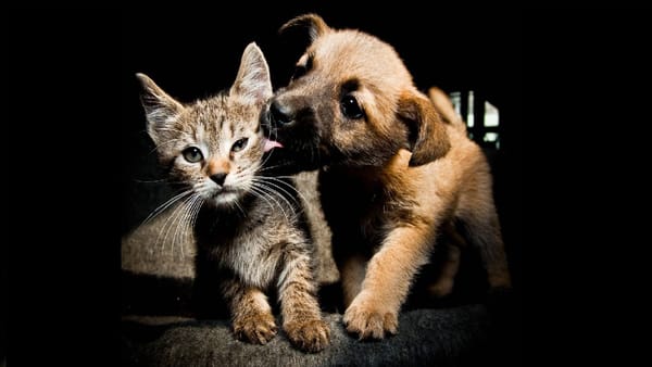 Fundaciones protectoras de animales deben legalizarse