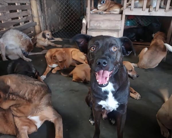 Floridablanca promueve hogares de paso para animales rescatados