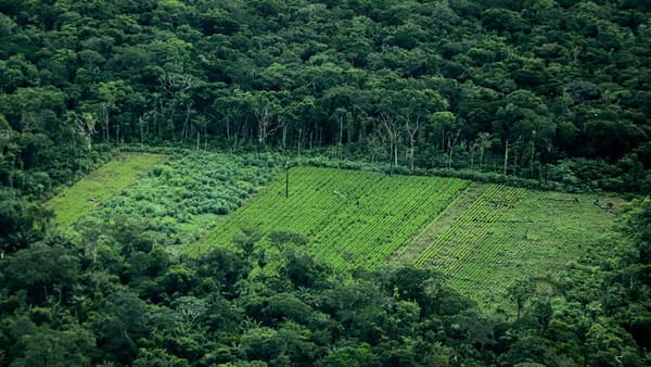 Deforestación en la Amazonía cayó 33% en el primer trimestre de 2025