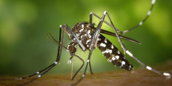 Santander concentra más del 21% de los casos de dengue en Colombia
