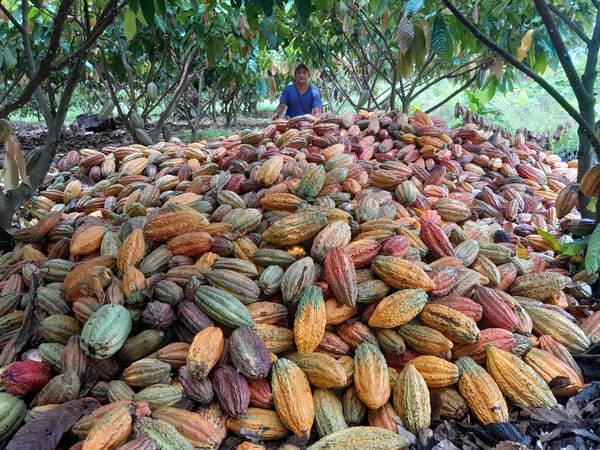 Escasez mundial de cacao, gran oportunidad para los cacaoteros santandereanos