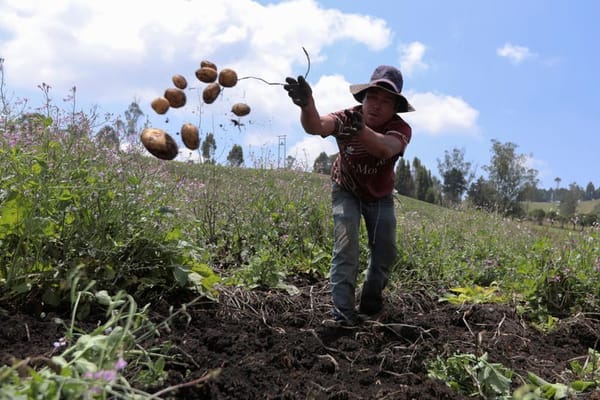 Finagro: Campesinos de Santander, a beneficiarse con línea de financiación