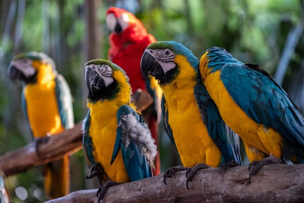 Le contamos cómo funcionará el primer sistema de Nacional de Protección y Bienestar Animal