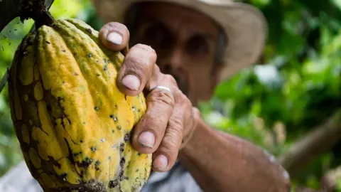 Día Mundial del Cacao: una mirada a los desafíos ocultos detrás del chocolate