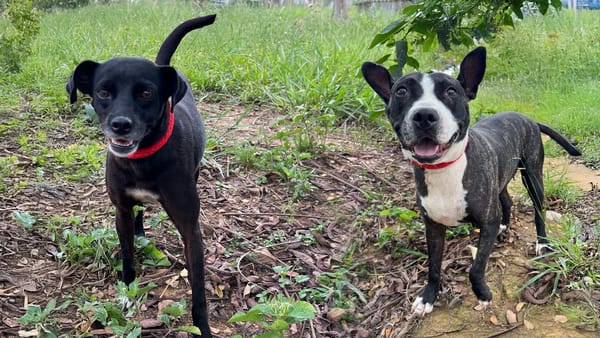 Destinados 4.000 millones de pesos para protección y bienestar animal en Bucaramanga