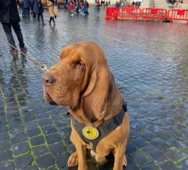 A ‘Bruno’ lo mataron con una salchicha llena de clavos