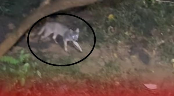Patrulla de zorros “antidrogadictos” salvaguarda su territorio en Girón
