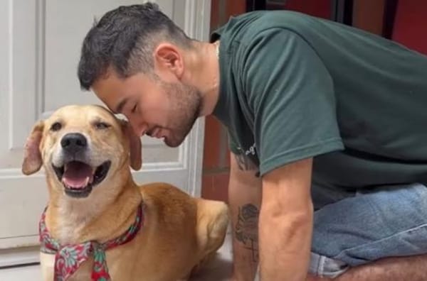 'Pachito', el peludito que fue enterrado vivo en Floridablanca, está en un hogar de paso y busca quien lo adopte