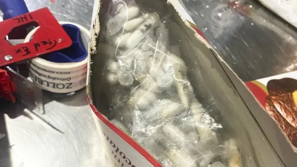 Incautan más de mil tarántulas escondidas en cajas de chocolate