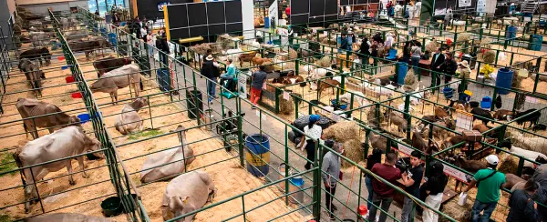 Productores santandereanos con mercado en Agroexpo 2025