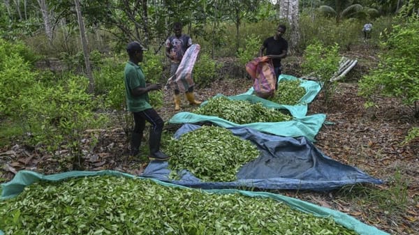 Colombia maneja el  67% de la producción de COCA en el mundo