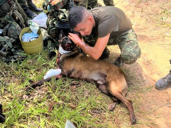 Sansón, el héroe canino que detectó explosivo