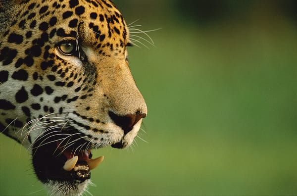 Gobierno inicia cruzada por la protección de felinos en el Magdalena Medio santandereano