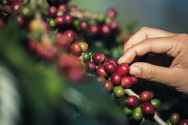 Cafeteros de Santander pueden sacar ventaja de la crisis cafetera del Brasil