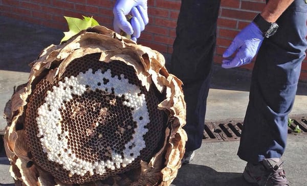 Hallan colmena de “avispas radioactivas”