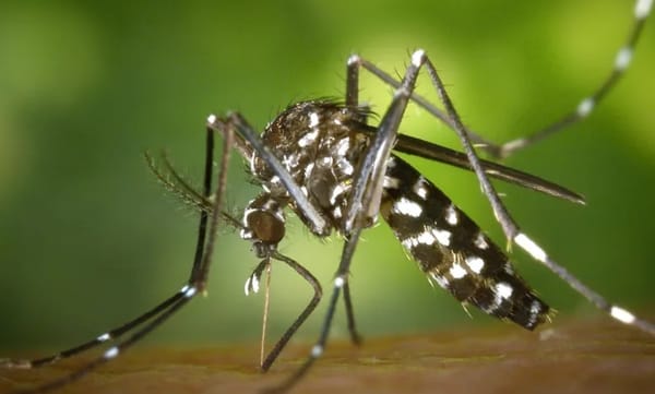 Este 26 de agosto se celebra el Día Internacional contra el Dengue y Santander tiene una tasa cercana a los  7.000 contagios