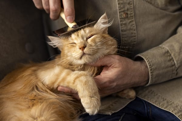 ¿Tu gato está más callado, toma más agua o dejó de comer? Podría sufrir una enfermedad renal crónica